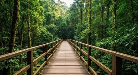 Fototapeta premium Wooden bridge stretches through lush, dense rainforest canopy with sunlight filtering down