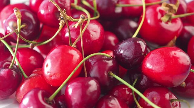 Cherries picked fresh from the orchard in summer