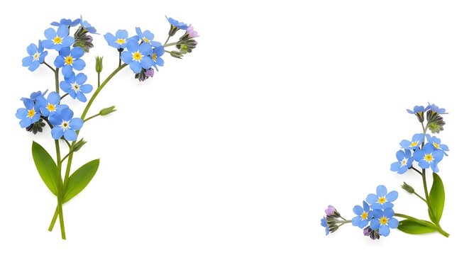 Beautiful blue forget me not flowers with green leaves on transparent background