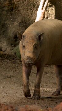 Babirusa Deer-Pig Walking and Standing in Rocky Zoo Enclosure