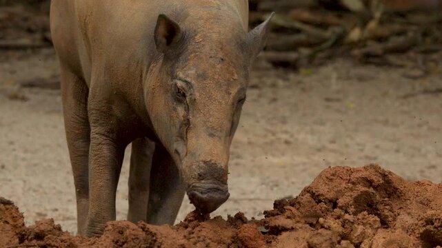 Babirusa Deer-Pig Foraging in Muddy Enclosure at Singapore Zoo