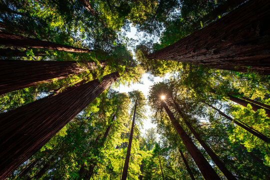 Looking up to the Sun, Cheatham Grove, Grizzly Creek Redwoods State Park, California