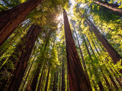 Bright Sunlight in Cheatham Grove, Grizzly Creek Redwoods State Park, California