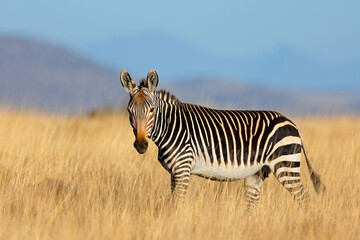 Fototapeta premium A Cape mountain zebra (Equus zebra) standing in open grassland, Mountain Zebra National Park, South Africa