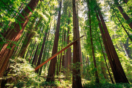 Lush Green Trail in Cheatham Grove, Grizzly Creek Redwoods State Park, California