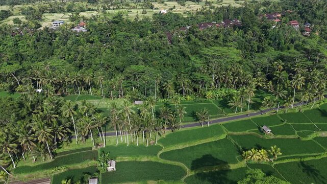 Aerial Drone Shot of Tibumana Lush Green Rice Fields and Palm Trees in Rural Bali
