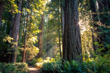 Obraz premium Redwood Sunbeams on Cathedral Trail, Prairie Creek Redwoods State Park, California