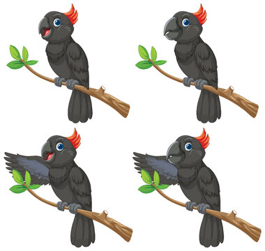 Cartoon Black Cockatoo Set on Branch with Expressions