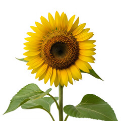 Obraz premium Beautiful bright yellow sunflower with green leaves and tall stem
