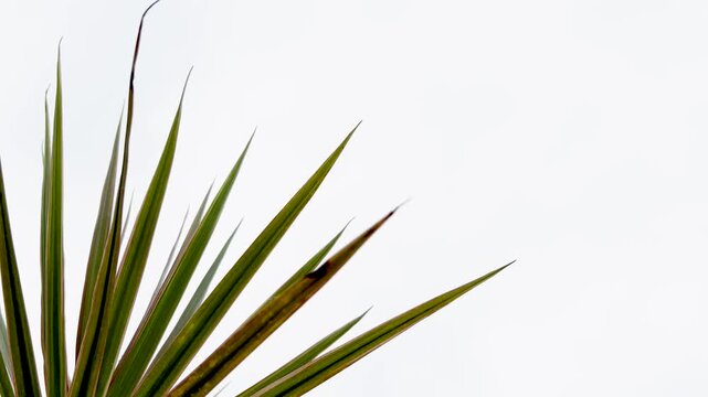 Close up side view of green yucca plant leaves against a bright white sky in 4k