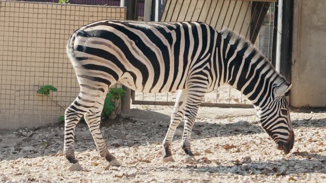 A zebra with black and white stripes is eating hay in its enclosure at the zoo. The zebra is standing in profile and facing to the right of the frame.