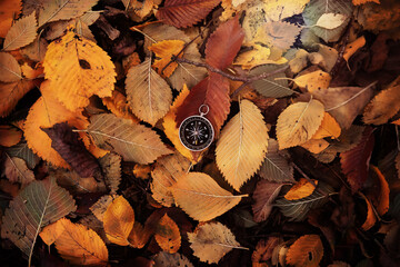 Fototapeta premium Old vintage compass in the forest with leaves at the background.