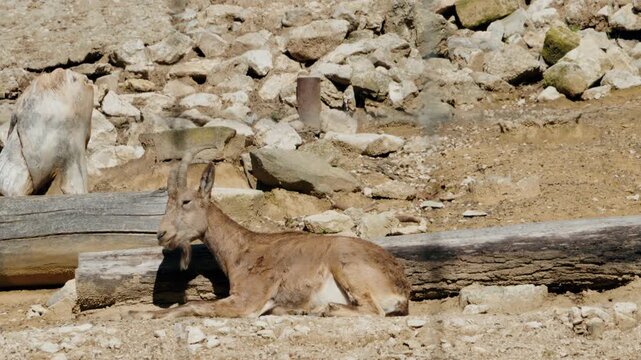 A Markhor goat resting in the shade between two logs at the zoo. The goat has large curled horns, goatee and a light brown coat. The enclosure where the goat is resting is rocky and dusty.