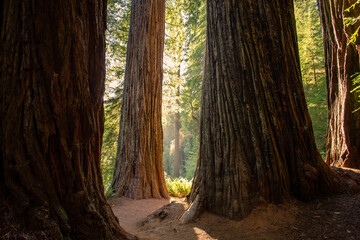 Obraz premium Sunset Amongst the Redwoods on Cathedral Trail, Prairie Creek Redwoods State Park, California