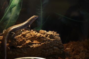 Fototapeta premium Close-Up of Lizard in Natural Habitat on Wood Log in Terrarium