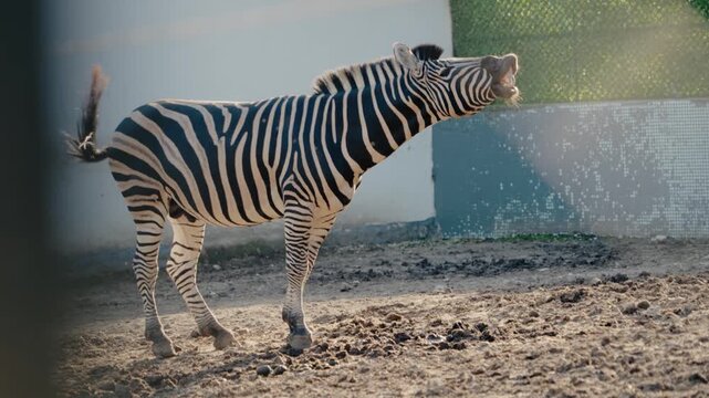 A zebra stands in its enclosure at the zoo, lifting its head and showing its teeth in a display. Dust particles are visible in the air. The enclosure is surrounded by a fence.