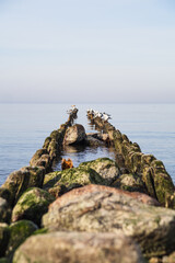 Fototapeta premium Seagulls resting on old wooden breakwater in calm sea. Flock of birds perched on ocean groyne. Peaceful marine landscape with coastal defense structure.