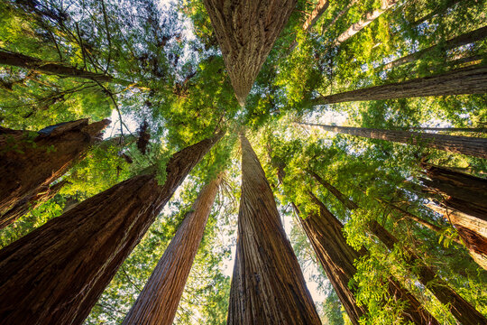 Sunset Amongst the Redwoods on Cathedral Trail, Prairie Creek Redwoods State Park, California