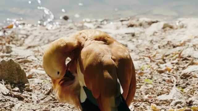 A ruddy shelduck preens its feathers near a pond on a sunny day at the zoo. This beautiful duck is meticulously cleaning itself, creating a peaceful and calming scene.