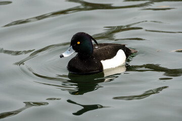 Fototapeta premium Tufted Duck (Aythya fuligula), a common diving duck found in Europe and Asia. 