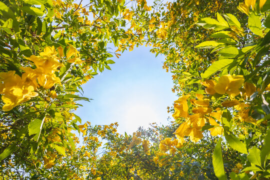 Looking up at the sunny sky through blooming yellow flowers.