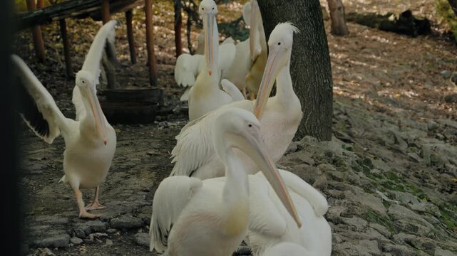A flock of white pelicans gathers near a tree in a zoo enclosure. Some preen their feathers, others stretch their wings, and some strut about. The pelicans exhibit a range of natural behaviors.