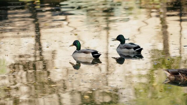 Two mallard ducks swim calmly in a pond on a sunny day. The ducks are reflected in the water, along with the trees that surround the pond. One of the ducks preens itself as they paddle.