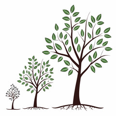 Obraz premium Tree growth stages from seedling to large tree sapling