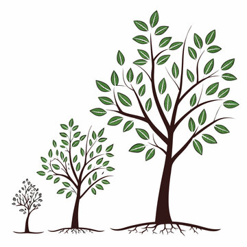 Tree growth stages from seedling to large tree sapling