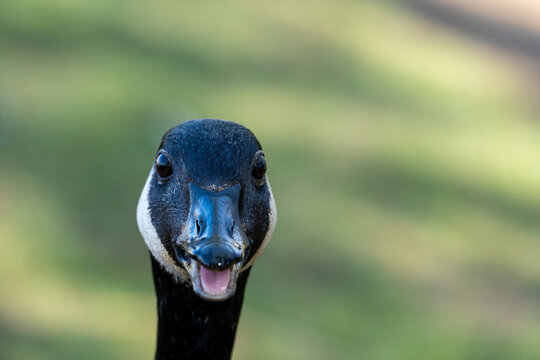 Close up of a Canada goose (Branta canadensis), a large wild goose native to North America