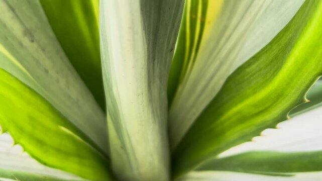 Extreme close up of variegated green agave or yucca plant leaves with serrated edges in 4k