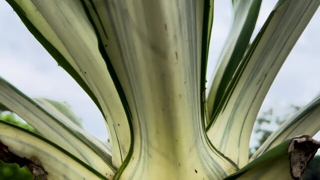 Low angle view of large variegated agave leaves with serrated edges in 4k