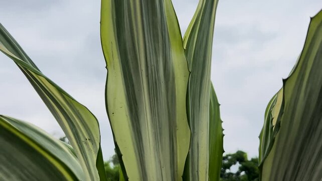 Close up of Variegated Agave leaves with yellow and green stripes against a cloudy sky, panning from left to right, 4k video
