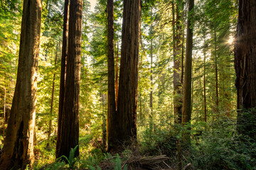 Obraz premium Afternoon Light on the Redwoods, Cathedral Trail, Prairie Creek Redwoods State Park, California