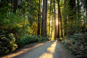 Fototapeta premium Sunset on a Redwood Road, Cathedral Trail, Prairie Creek Redwoods State Park, California