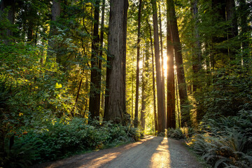 Obraz premium Sunset on a Redwood Road, Cathedral Trail, Prairie Creek Redwoods State Park, California