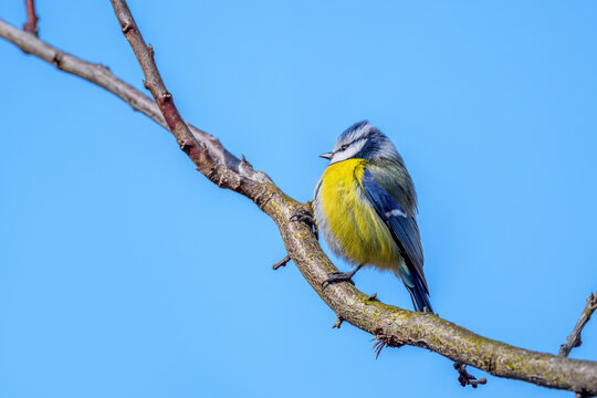 Sikorka modraszka (Cyanistes caeruleus).