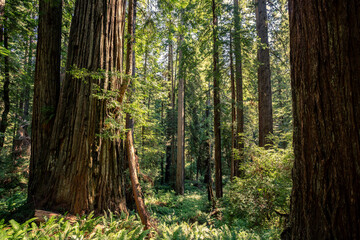 Obraz premium Morning Sunlight on the James Irvine Trail Redwoods, Prairie Creek Redwoods State Park, California