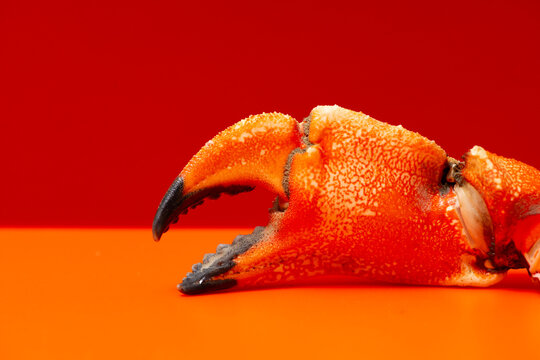 Crab fresh macro texture. Crab vibrant cuisine concept. Crab cracked shell detail. Crab background restaurant gourmet.