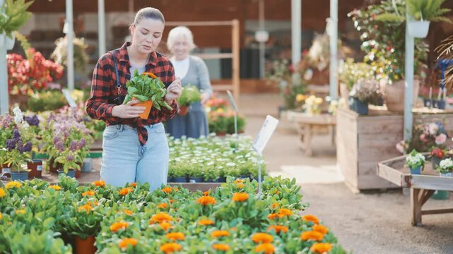 Young woman buyer chooses calendula in pot in flower shop