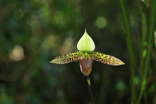 Paphiopedilum sukhakulii (Rongthao nari pik malaeng por) , rare species with a very restricted distribution at one small location. 
Phu Luang Wildlife Sanctuary in Loei, Thailand.