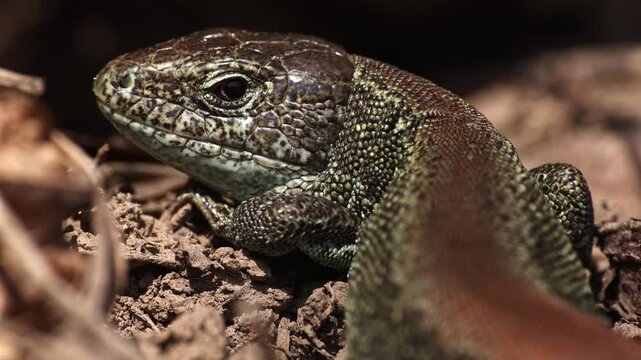 Macro wildlife footage of a sand lizard (Lacerta agilis) resting and basking on dry soil in natural sunlight. Real-time close-up of the head captures calm reptile behavior, sunbathing posture.