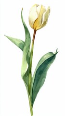 Obraz premium Single White Tulip Flower Isolated On White Background Detailed Botanical Illustration With Green Stems And Leaves