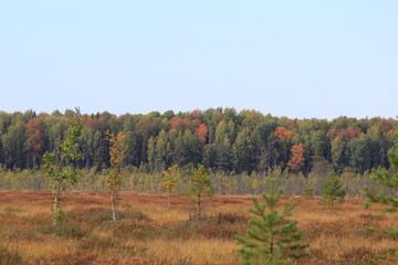 Fototapeta premium autumn landscape with trees
