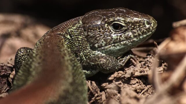 Macro wildlife footage of a sand lizard (Lacerta agilis) resting and basking on dry soil in natural sunlight. Real-time close-up of the head captures calm reptile behavior, sunbathing posture.
