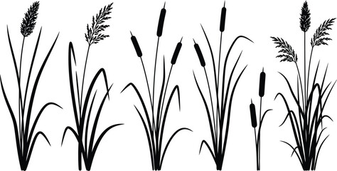 Black silhouette reeds cattails grasses botanical wetland plants design elements © MD. MASUD R ANA