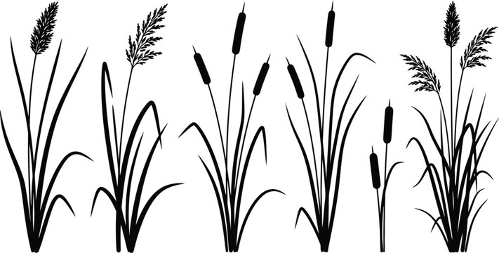 Black silhouette reeds cattails grasses botanical wetland plants design elements