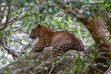 Obraz premium A powerful Sri Lankan leopard (Panthera pardus kotiya) climbs a tree in its natural habitat. The image captures a moment of wildlife in a lush, green environment