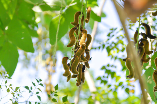 Itchy bean, Fabaceae or Mucuna pruriens or  Velvet bean or Leguminosae or Cowitch or Cowhage plant