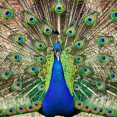 Obraz premium Peacock Displaying its Feathers